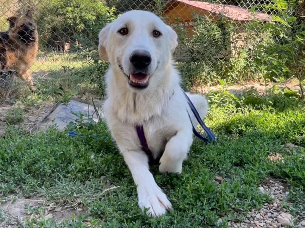Chappy is altijd blij om je te zien een prachtige grote hond, Dieren en Toebehoren, Particulier, Reu, 1 tot 2 jaar, Buitenland