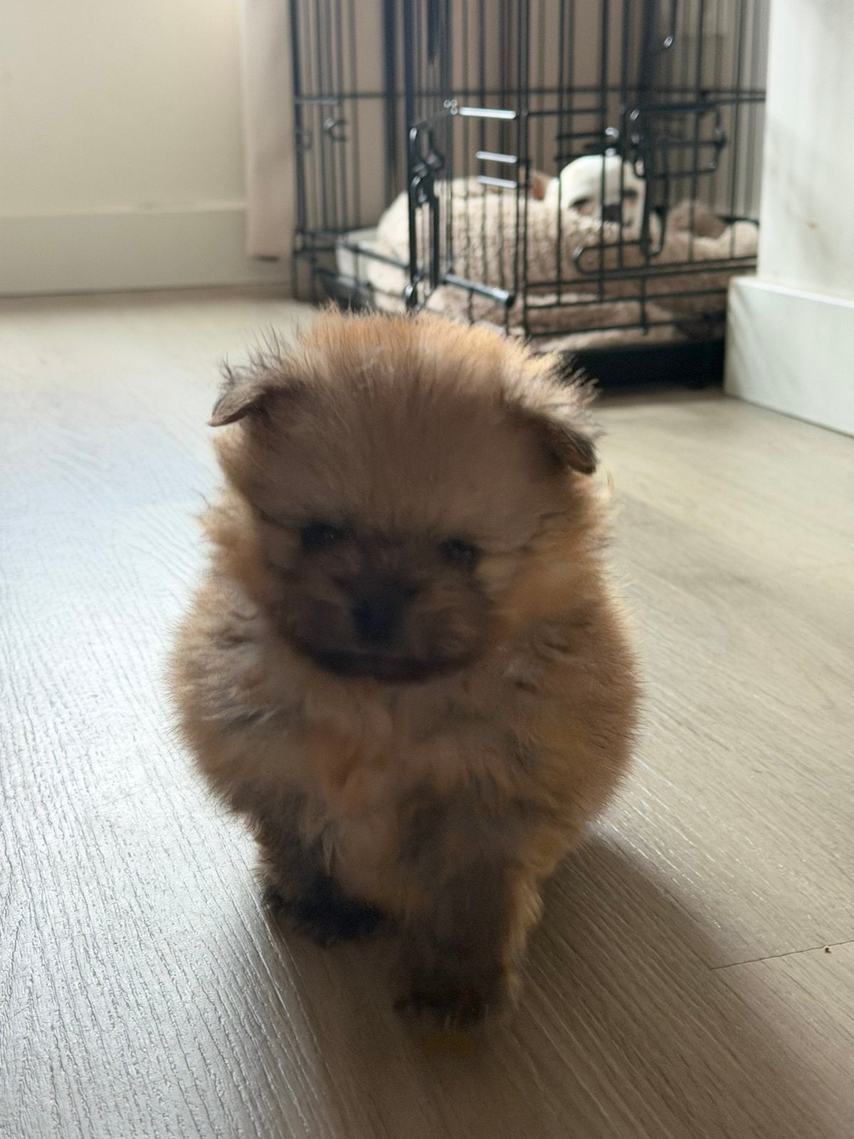 Pomeranian/Pomeriaan pups vader FCI vrij van SM/CM, Patella, Dieren en Toebehoren, Honden | Poolhonden, Keeshonden en Oertypen