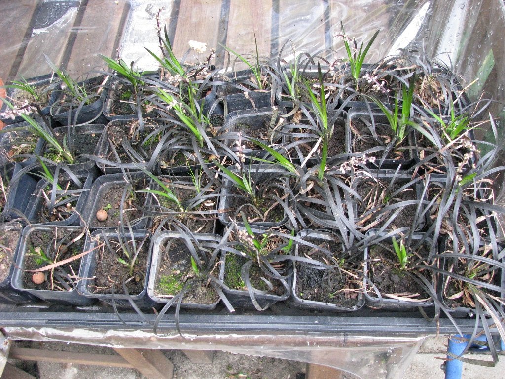 Siergras Slangenbaard Zwart., Ophalen, Bodembedekkers, Vaste plant, Halfschaduw
