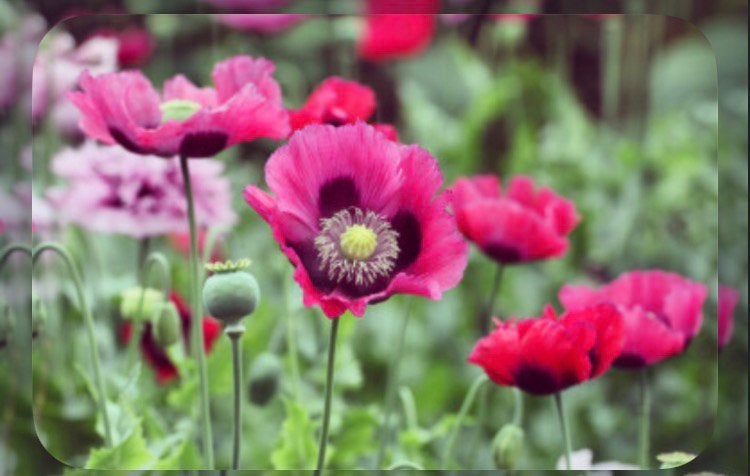 Papaver somniferum roze zaden, Ophalen of Verzenden, Najaar, Volle zon, Zaad