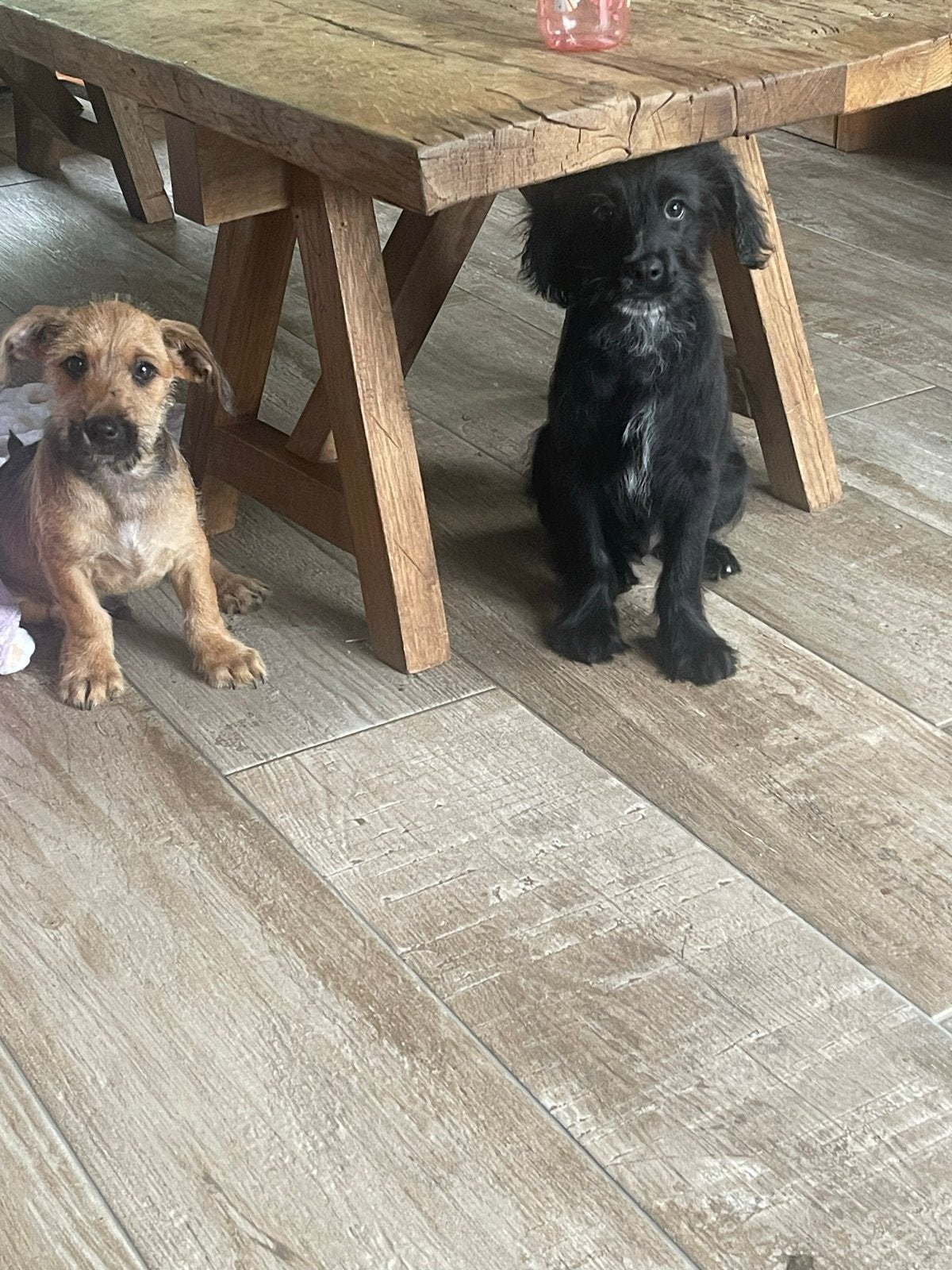 Super schatige kruising mini schnautzers, Dieren en Toebehoren, Honden | Niet-rashonden, Parvo, Reu, 8 tot 15 weken, Meerdere