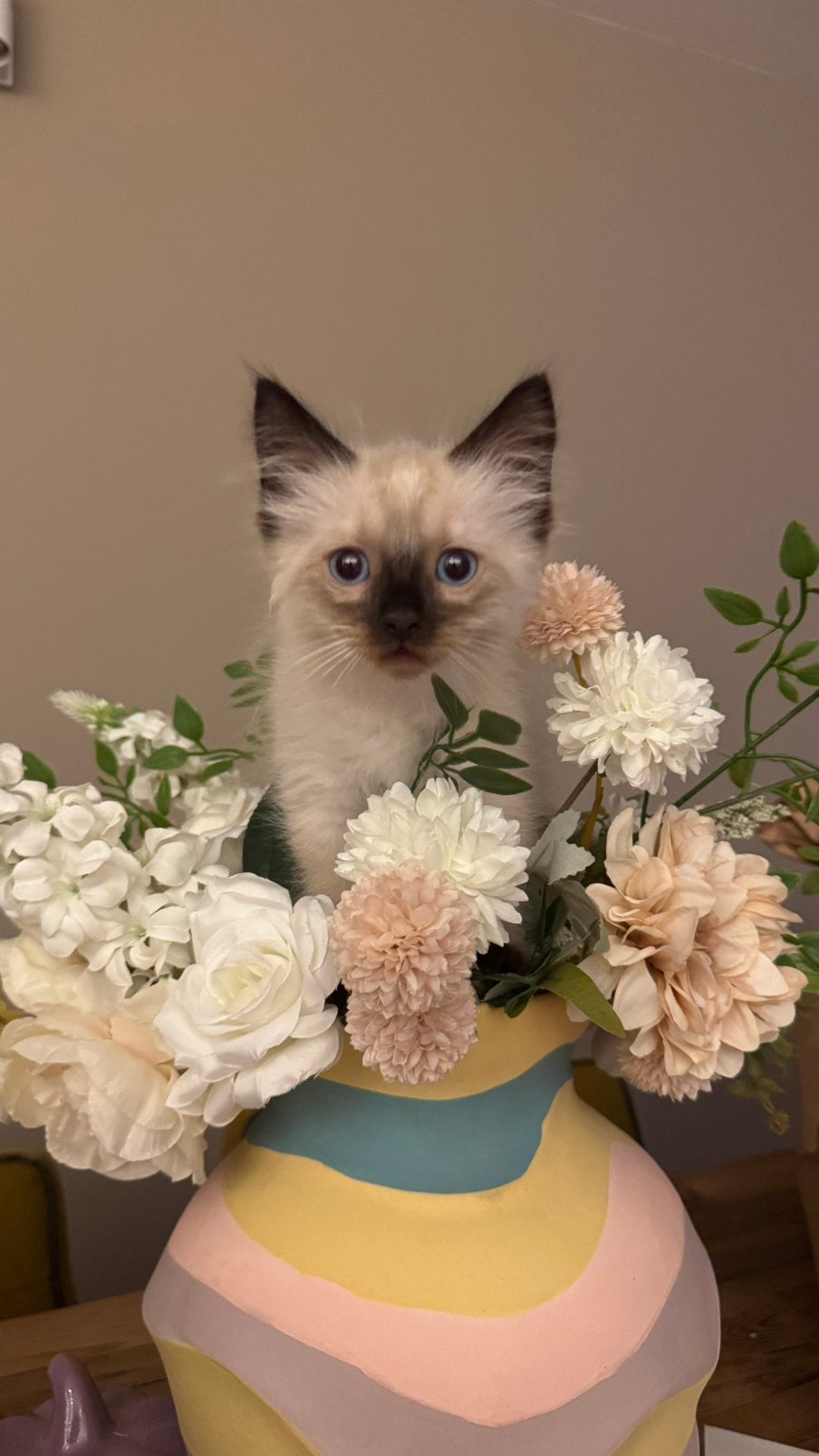Nog enkele Raszuivere Ragdoll kittens beschikbaar😍, Meerdere dieren, Ontwormd, 0 tot 2 jaar