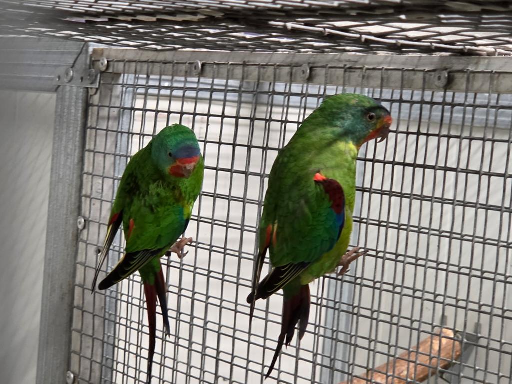 Koppel swift parkieten, Meerdere dieren, Parkiet, Geringd