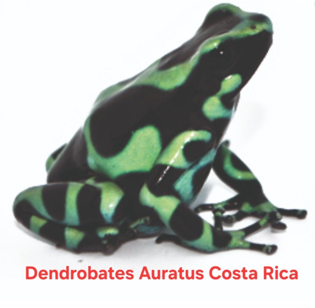 Verschillende gifkikkers aangeboden Frog - unknown for sale from John Lejeune
