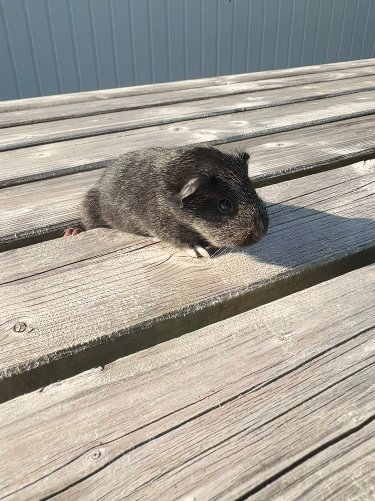 Jong agouti beertje cavia, Dieren en Toebehoren, Knaagdieren, Cavia, Mannelijk, Juli, Tam