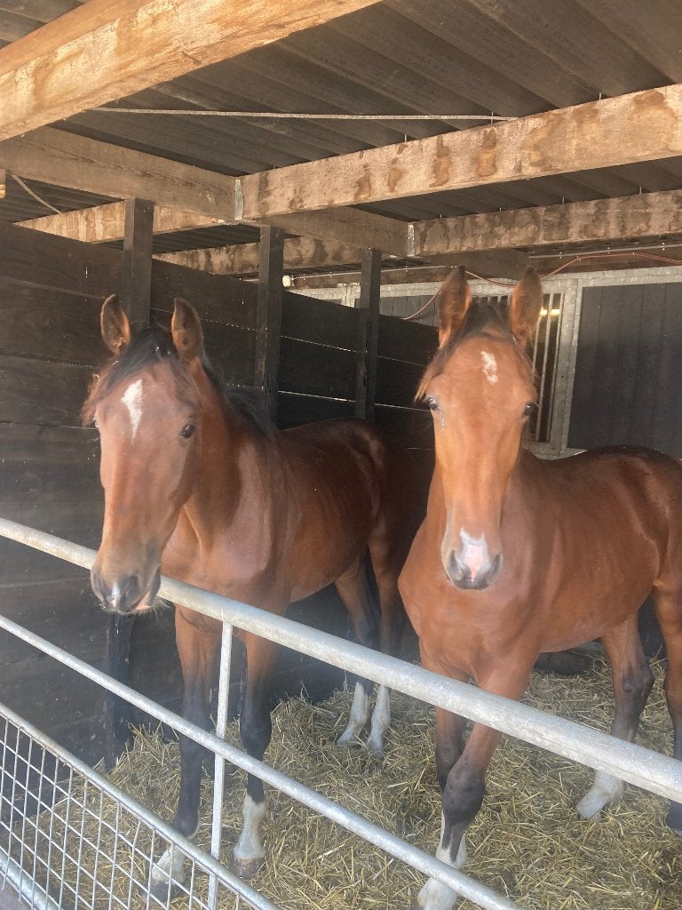 Tuigpaard, Hengst, 0 tot 2 jaar