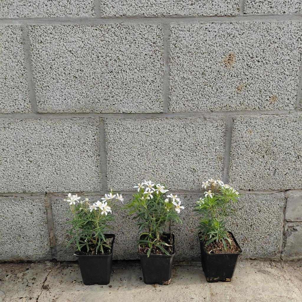 Choisya 'White Dazzler' | Mexicaans oranjekruid | Bloeiend!, Minder dan 30 cm, -, -, Rond