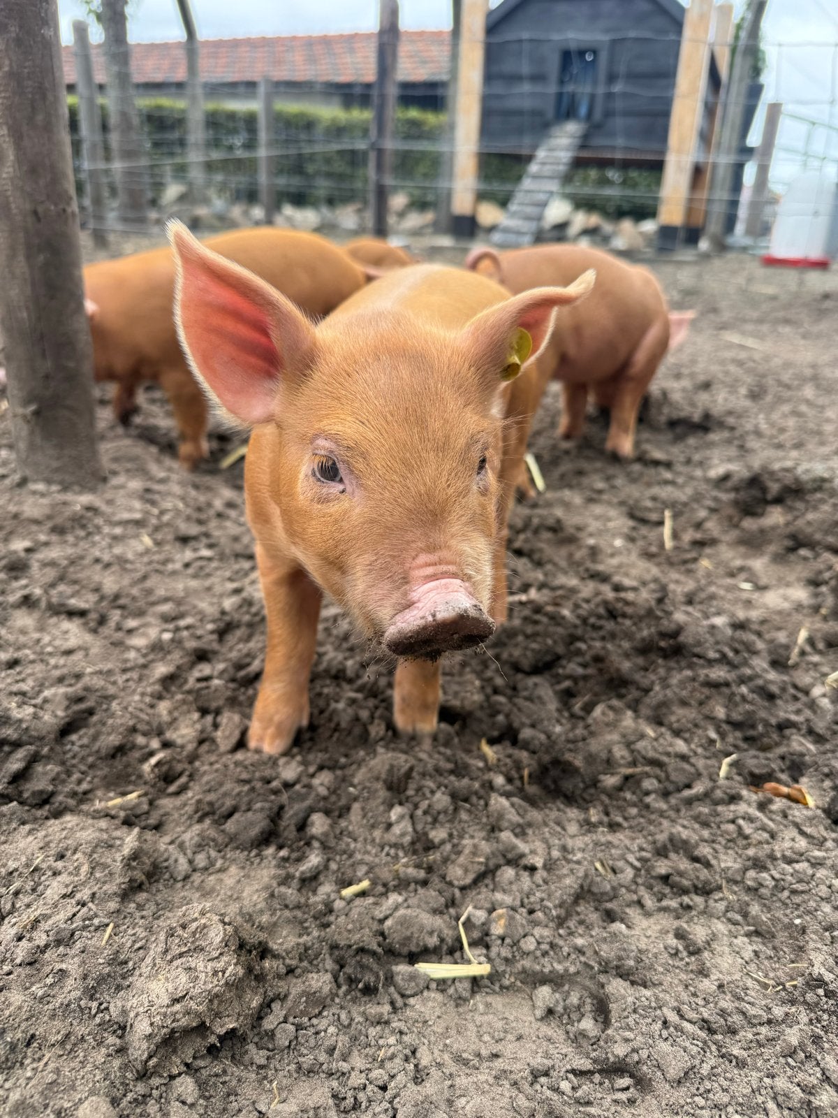 Duroc biggen te koop, Dieren en Toebehoren