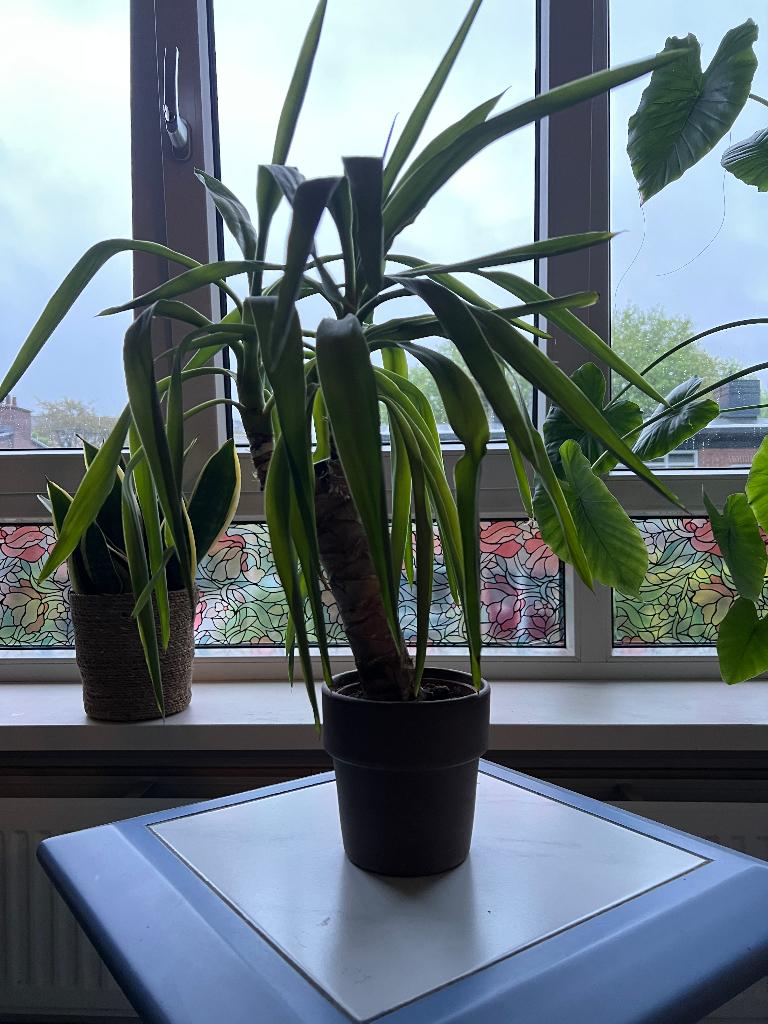 Stoere Yucca (Palmlelie) – 62,5 cm hoog inclusief grijze pot, Huis en Inrichting, Kamerplanten, Ophalen, Halfschaduw, In pot, Minder dan 100 cm
