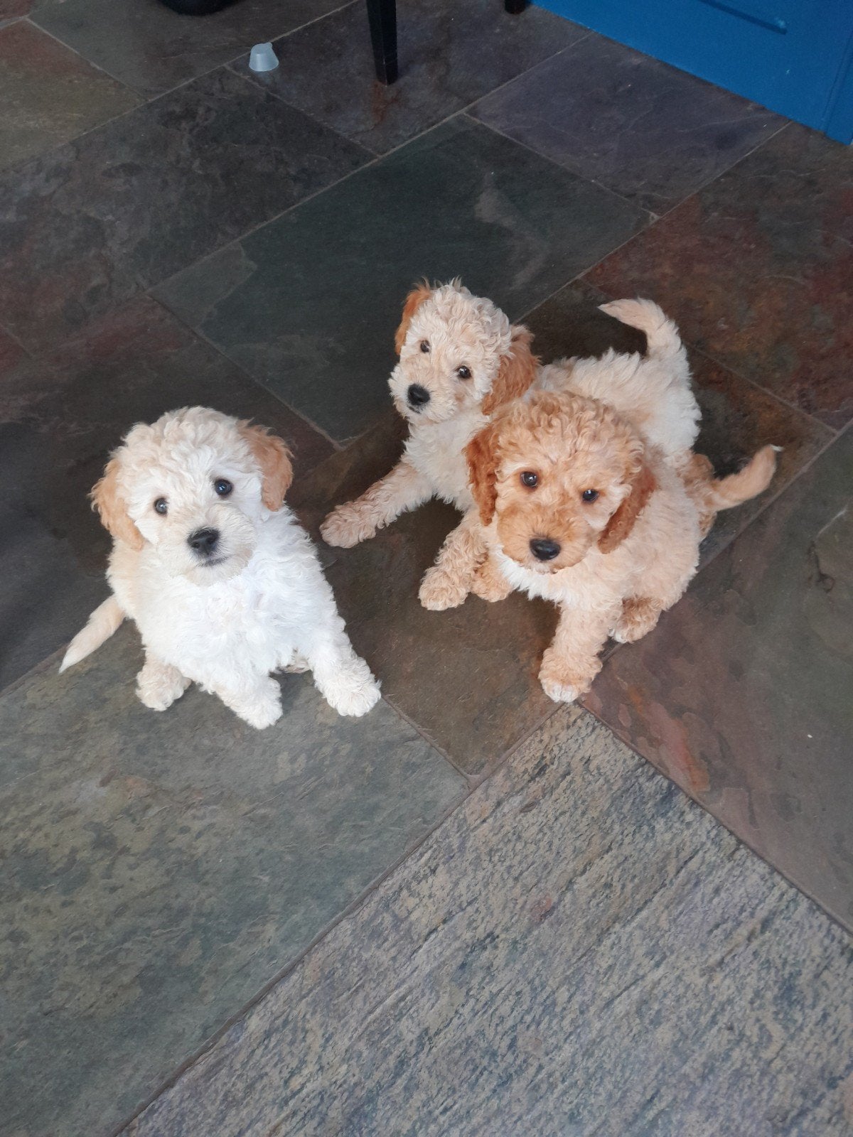 Mini labradoodle, Dieren en Toebehoren, Honden | Niet-rashonden, Parvo, 8 tot 15 weken, Meerdere, Meerdere dieren