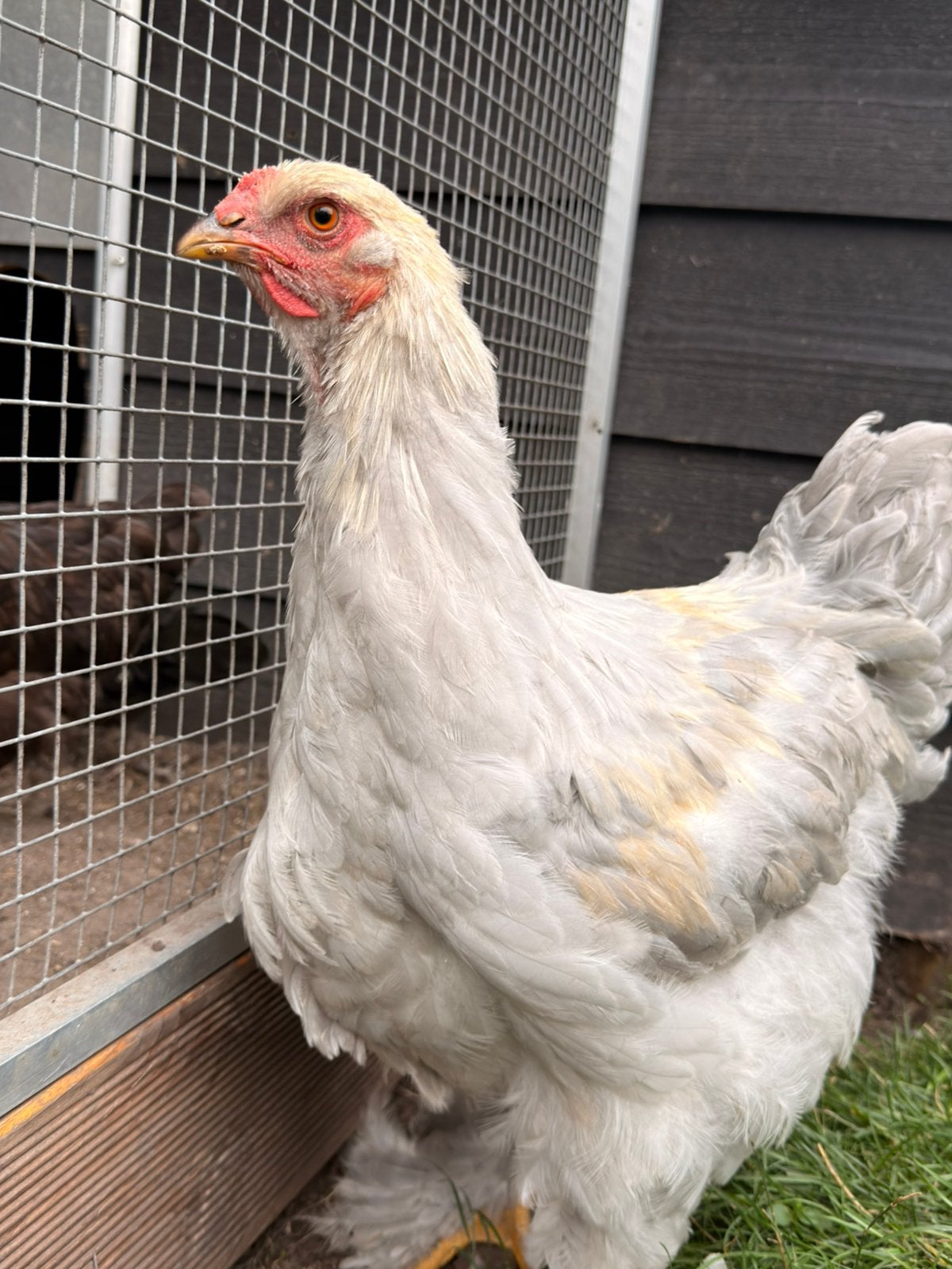 Brahma haan, Mannelijk, Kip
