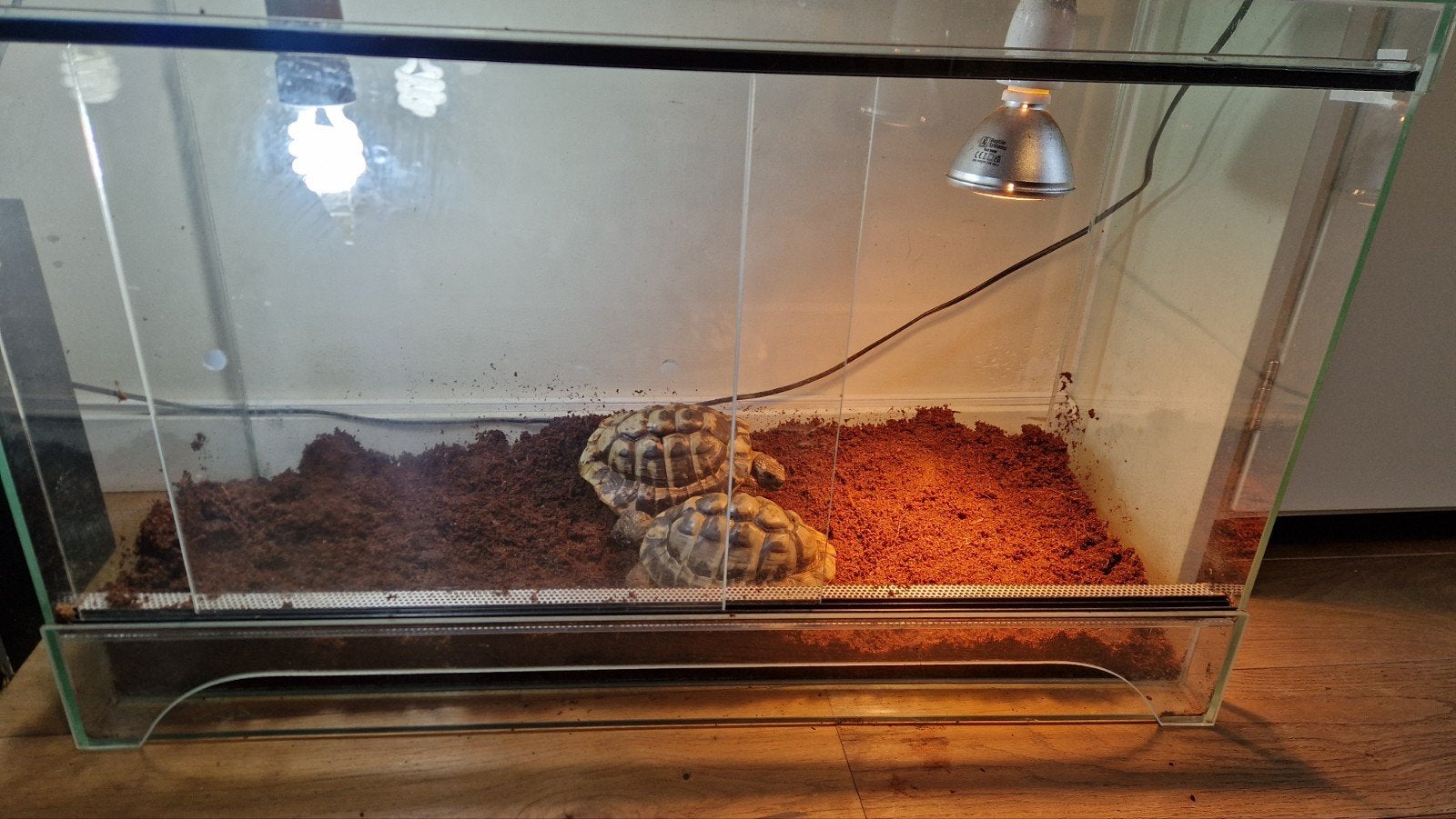 2 griekse  landschildpadden Tortoise photo 2