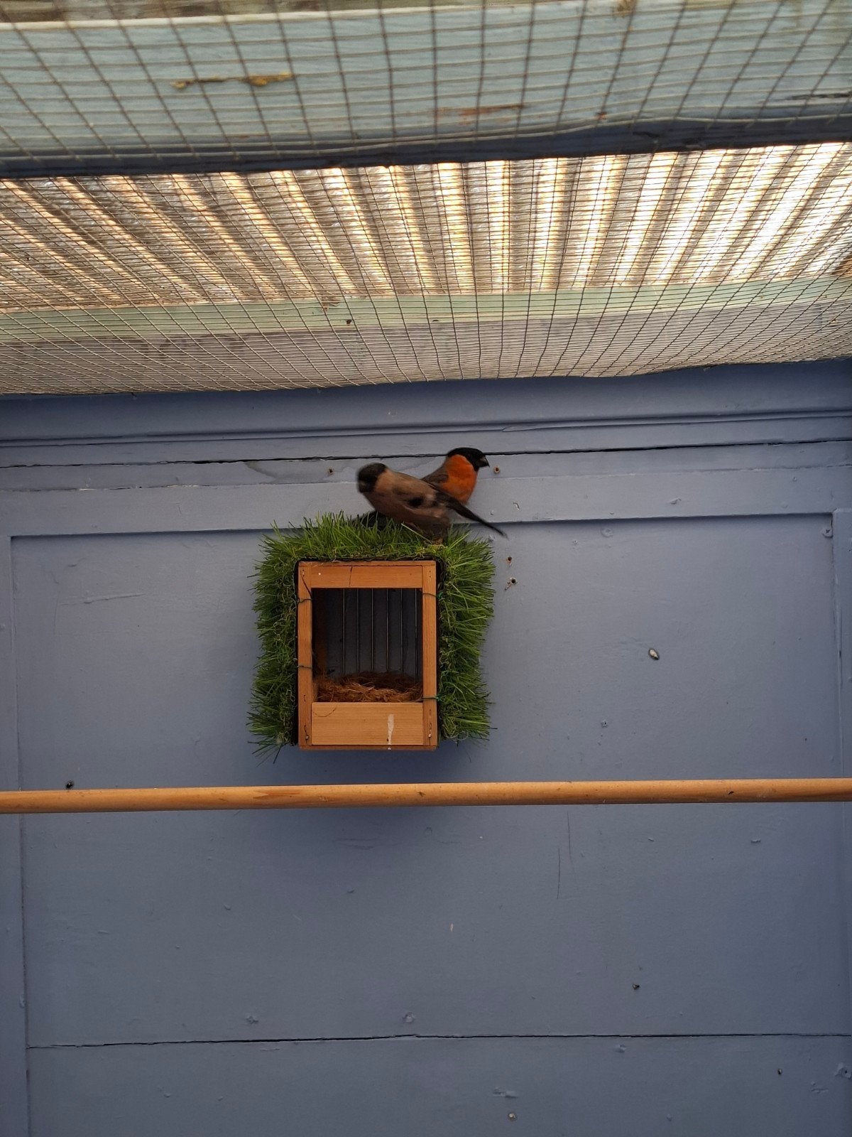 te koop  super  mooi  koppel  goud  vinken, Dieren en Toebehoren, Vogels | Overige Vogels, Meerdere dieren