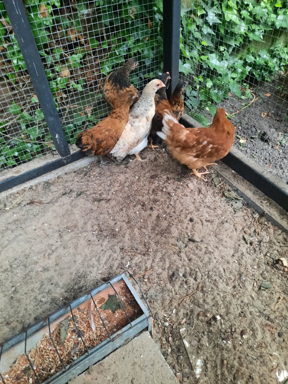 Boeren kippen, Dieren en Toebehoren, Pluimvee, Meerdere dieren, Kip