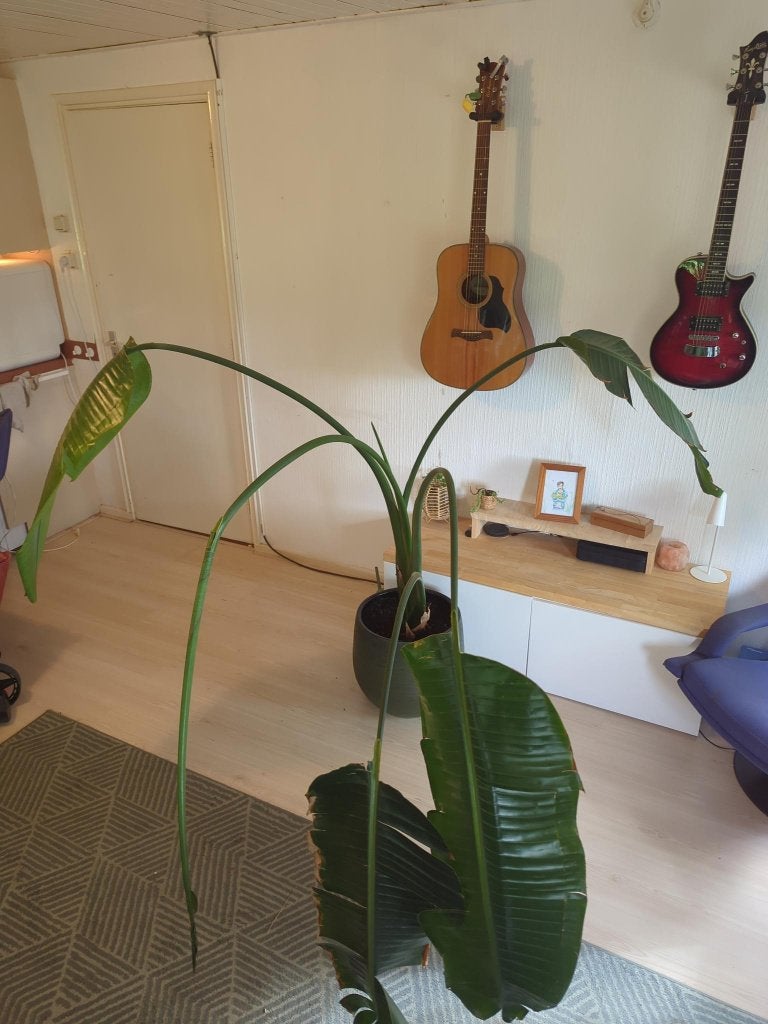 grote plant: Strelitzia nicolai (Paradijsvogelplant) (XL), Huis en Inrichting, Ophalen, Overige soorten, Halfschaduw, In pot