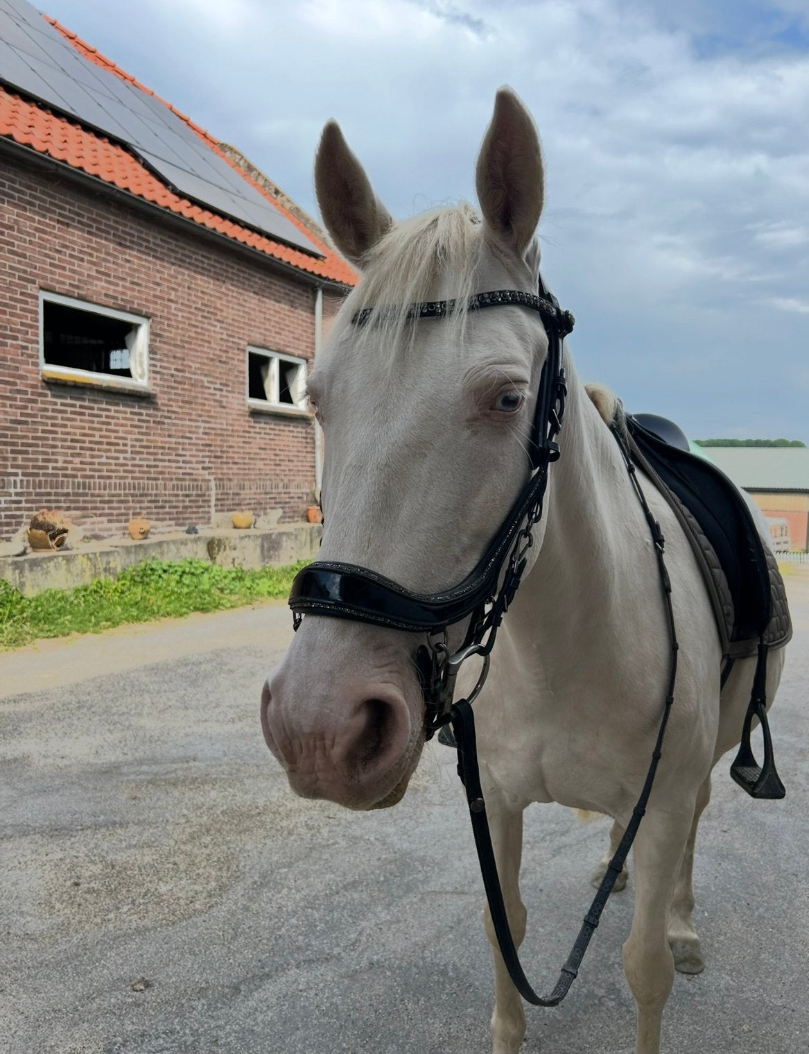 Bijrijdster gezocht, Dieren en Toebehoren, Ophalen, Nieuw