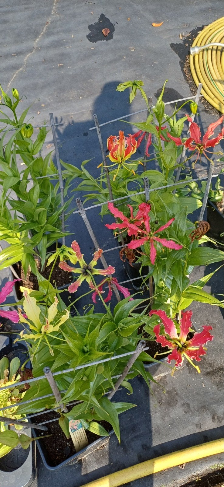 Verschillende vasteplanten en kuipplanten, Volle zon, Vaste plant, Zomer, Ophalen