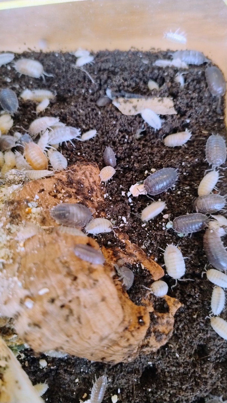 isopods, Dieren en Toebehoren, Overige soorten