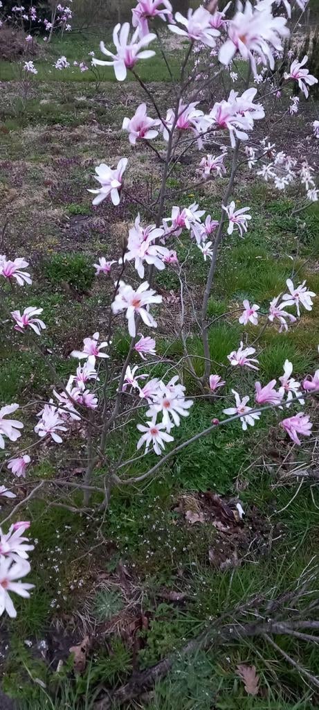 Magnolia stellata, Ophalen, Lente, Volle zon, Overige soorten