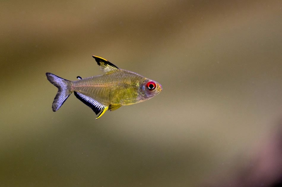 Hyphessobrycon x14, Dieren en Toebehoren, Vissen | Aquariumvissen, Vis