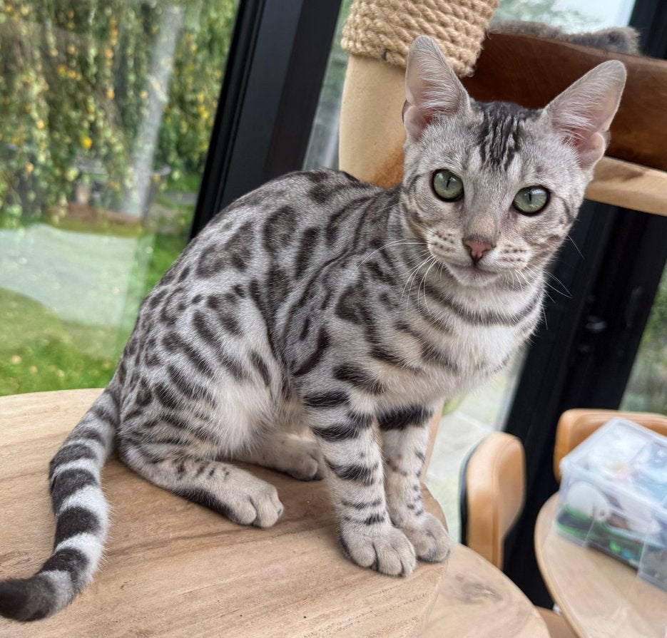 Bengaal katertjes met stamboom Zilver bruin  oudersgetest., Kater, Met stamboom, 0 tot 2 jaar