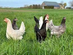 Araucana kippen., Dieren en Toebehoren, Pluimvee, Vrouwelijk, Kip