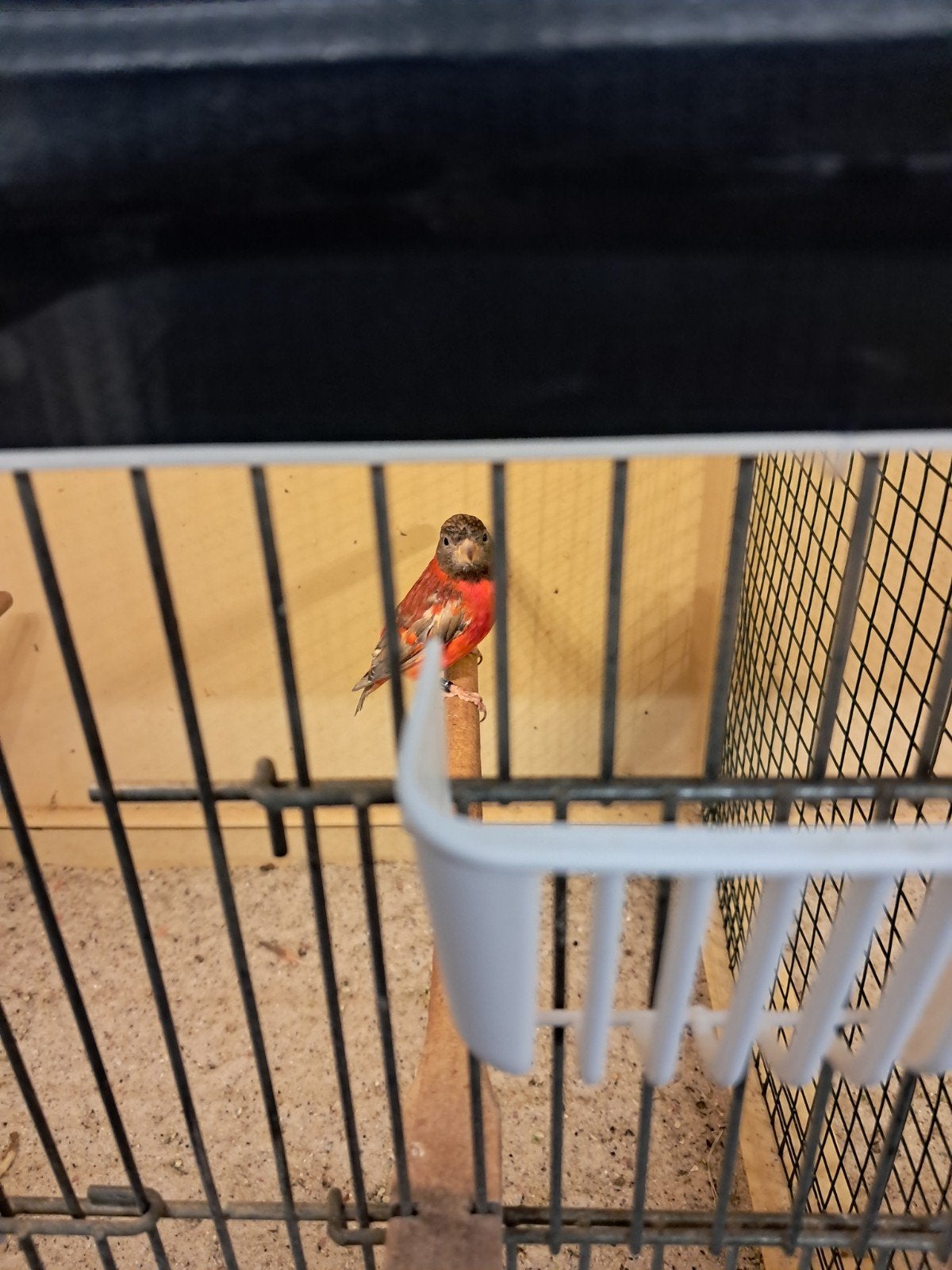 kapoetsensijzen, Meerdere dieren, Geringd
