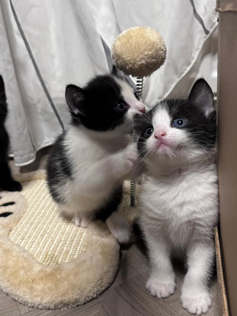 3 lieve kittens, Kater, 0 tot 2 jaar