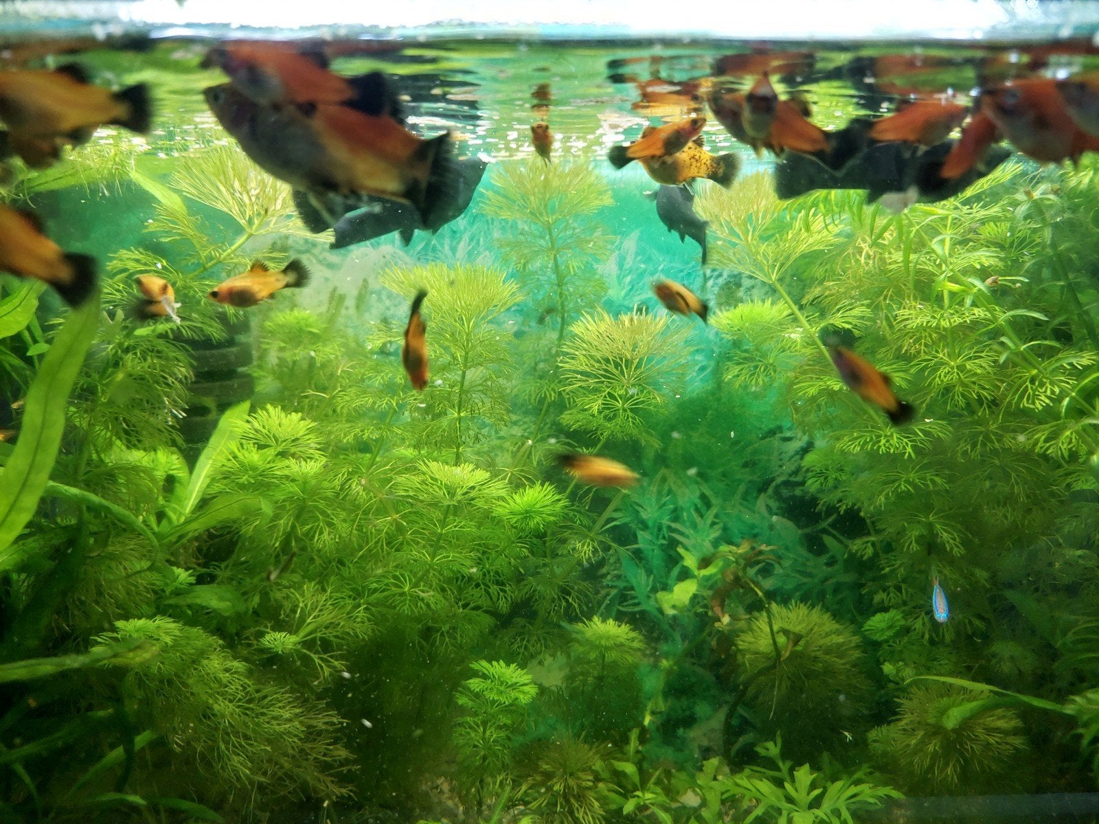 Platys, Vis