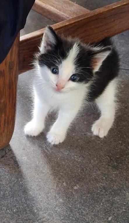 Kittens te koop, Dieren en Toebehoren, Katten en Kittens | Overige Katten, Meerdere dieren, Kortharig, 0 tot 2 jaar