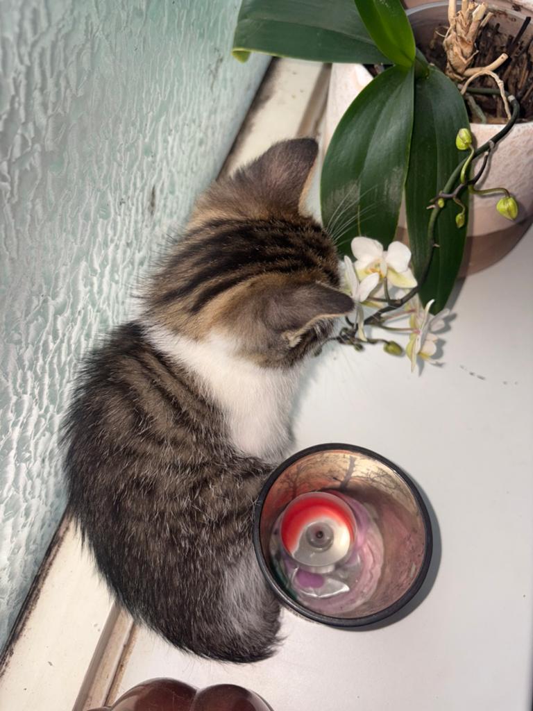 Kitten Europees korthaar x Egypische Mau