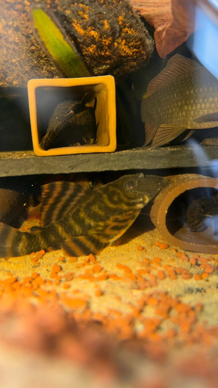Groep van 4 volwassen L397 (Panaqolus), Hagedis, 0 tot 2 jaar
