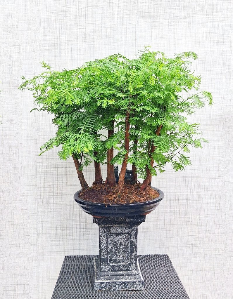 1 Watercipres Bonsai Forrest Bosje 7 Stuks - Metaseqouia, In pot, Bloeit niet, Minder dan 100 cm, Volledige schaduw