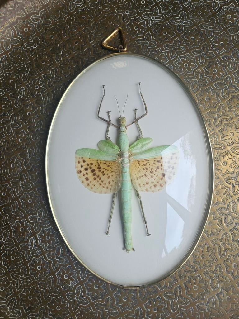 Vintage insect in bolle lijst – unieke curiosa wanddecoratie, Ophalen of Verzenden