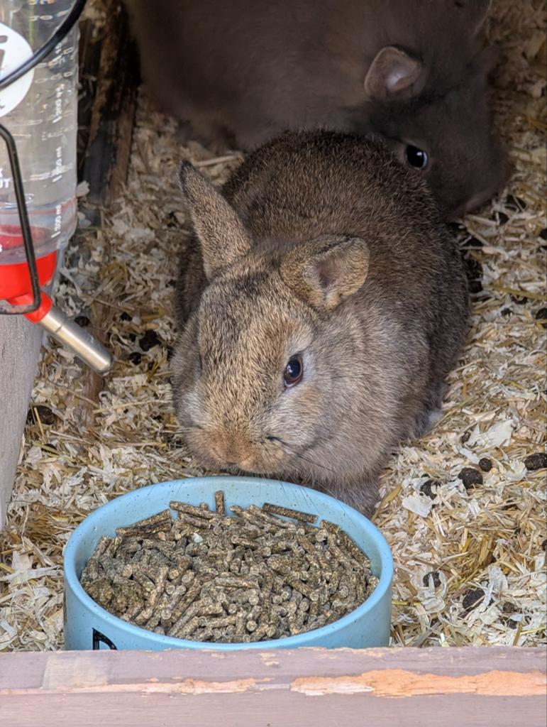 2 dwerg konijntjes, Meerdere dieren, Dwerg, 0 tot 2 jaar