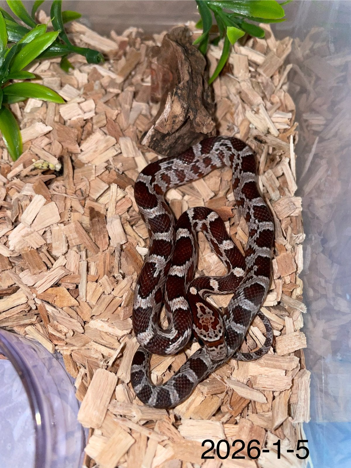 Jonge Rattenslangen div morphs Rat Snake photo 5