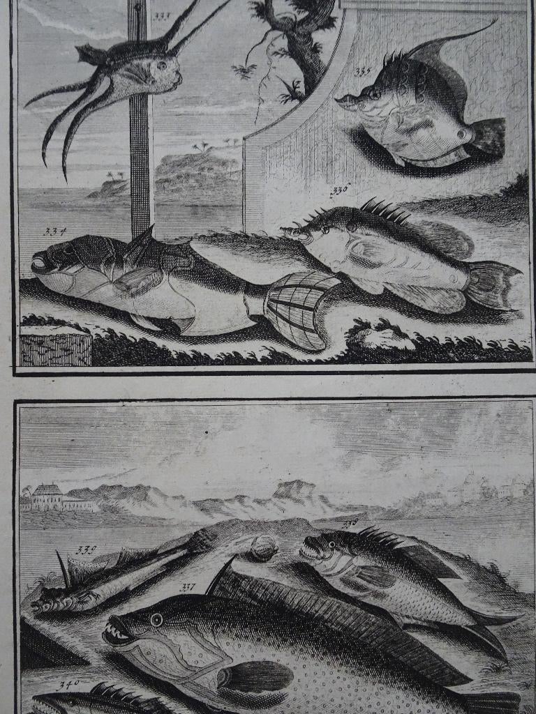 Twee etsen tropische vissen 1 Azie Dirk Jongman 1724, Antiek en Kunst, Origineel, Flora en Fauna, 1700 - 1799, Verzenden