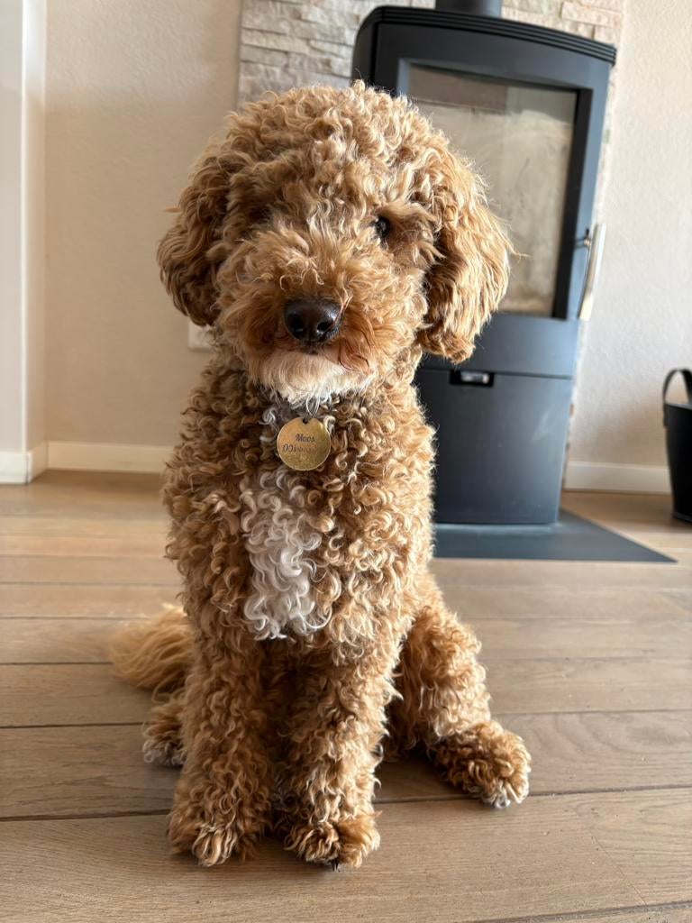 Middendslag/dwergpoedel dekreu, Reu, 1 tot 2 jaar, Parvo, Eén hond