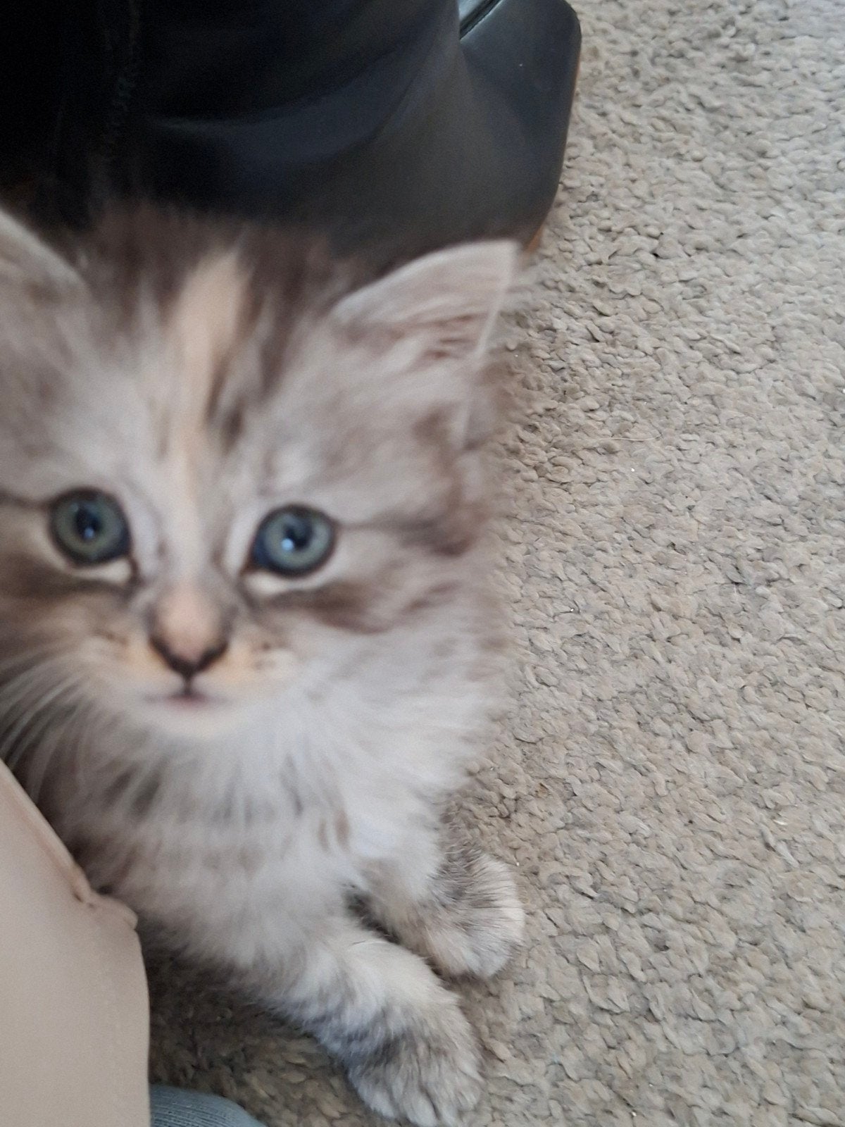 mini poesjes zoeken n liefdevol tehuis., Meerdere dieren, Ontwormd, 0 tot 2 jaar
