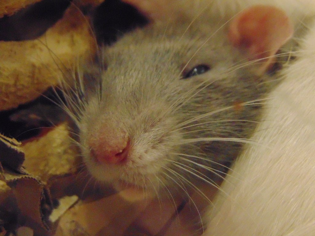 Jonge ratjes in Assen., Dieren en Toebehoren, Knaagdieren, Rat, Juni, Meerdere dieren, Tam