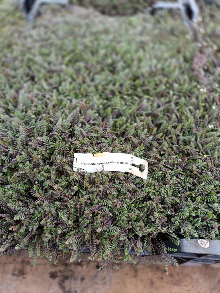 Leptinella squalida platt's black P9, Ophalen of Verzenden, Vaste plant, Bodembedekkers, Volle zon