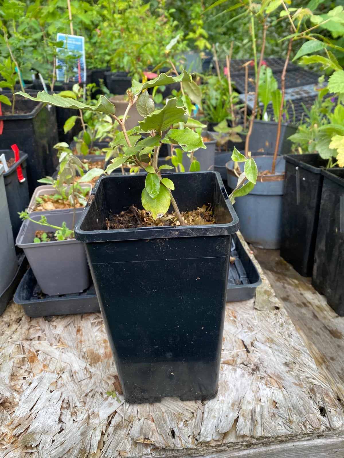 Zilverbes (Elaeagnus x ebbingei), Ophalen, Minder dan 100 cm, Overige soorten, In pot
