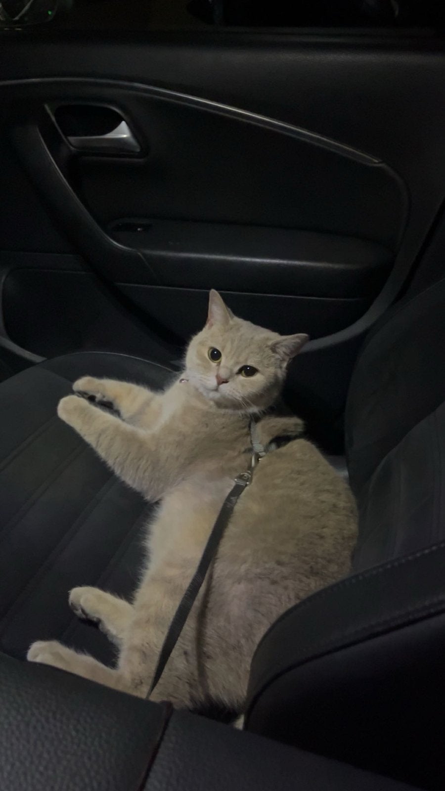 Britse korthaar, Dieren en Toebehoren, Katten en Kittens | Overige Katten, Poes