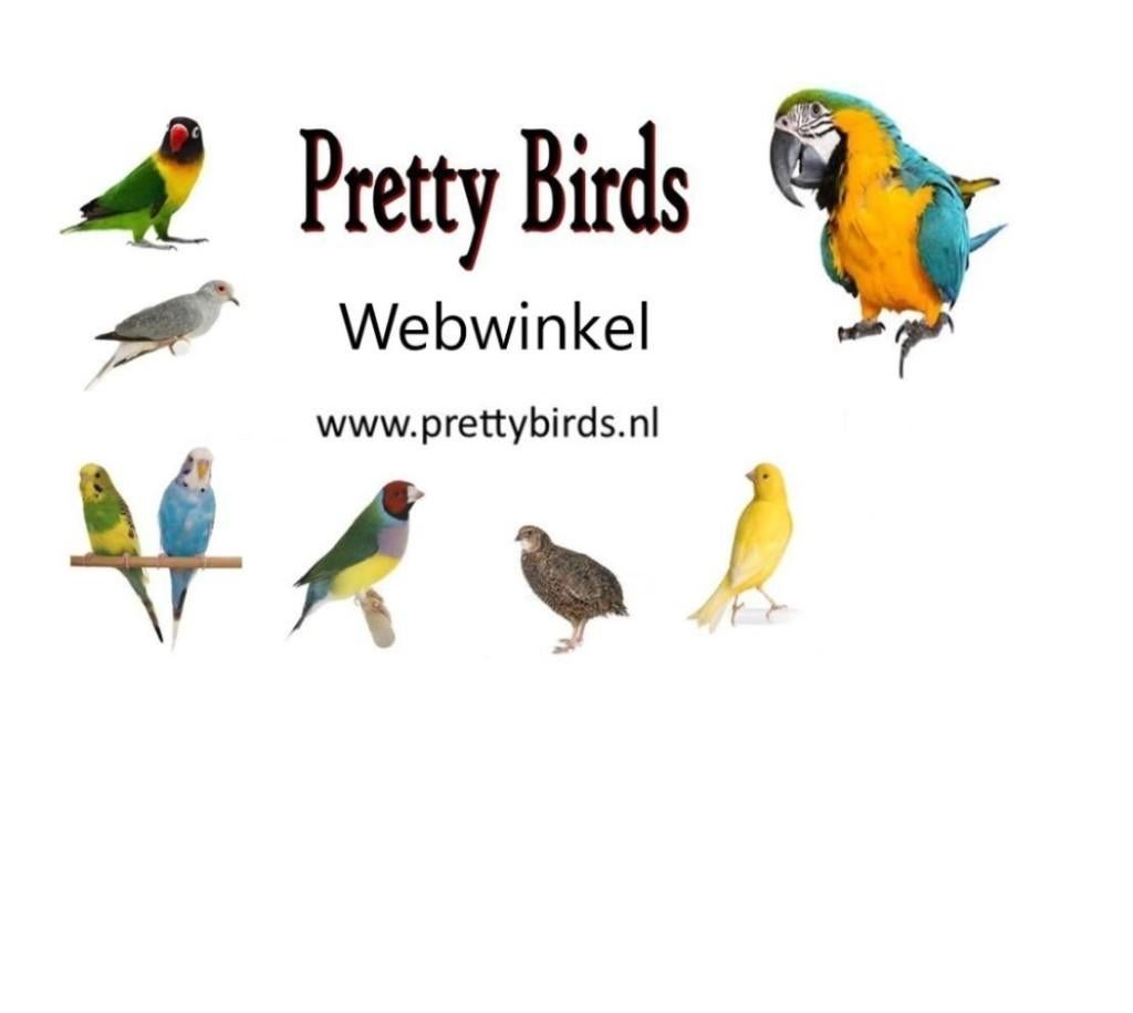 pretty Birds Hellevoetsluis, Mannelijk, Kleurkanarie