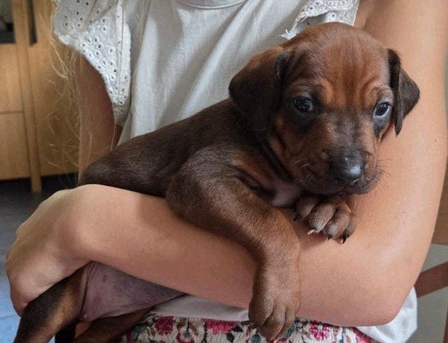 Rhodesian Ridgeback pups met FCI-stamboom, Overige rassen, Meerdere, Meerdere dieren, Nederland