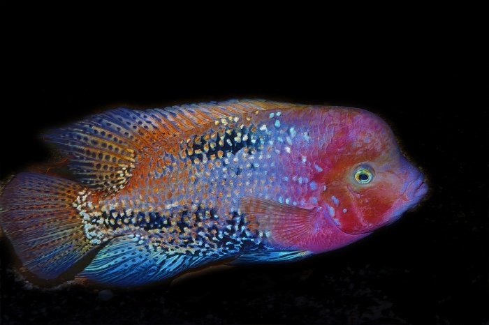 Midden Amerikaanse Cichliden: Vieja melanura Spotted, Dieren en Toebehoren, Vissen | Aquariumvissen, Vis, Zoetwatervis