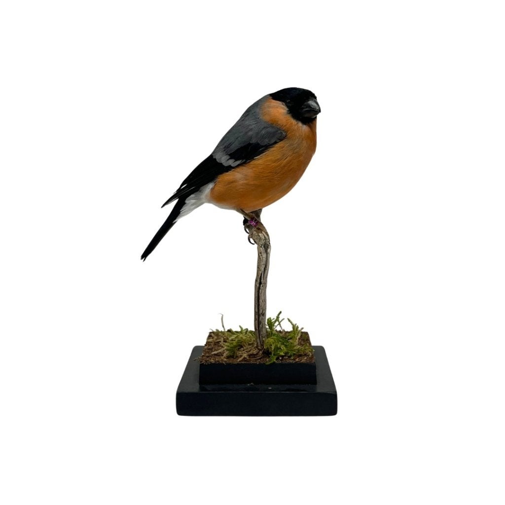 Te koop: Opgezette goudvink!, Ophalen of Verzenden, Nieuw, Vogel, Opgezet dier