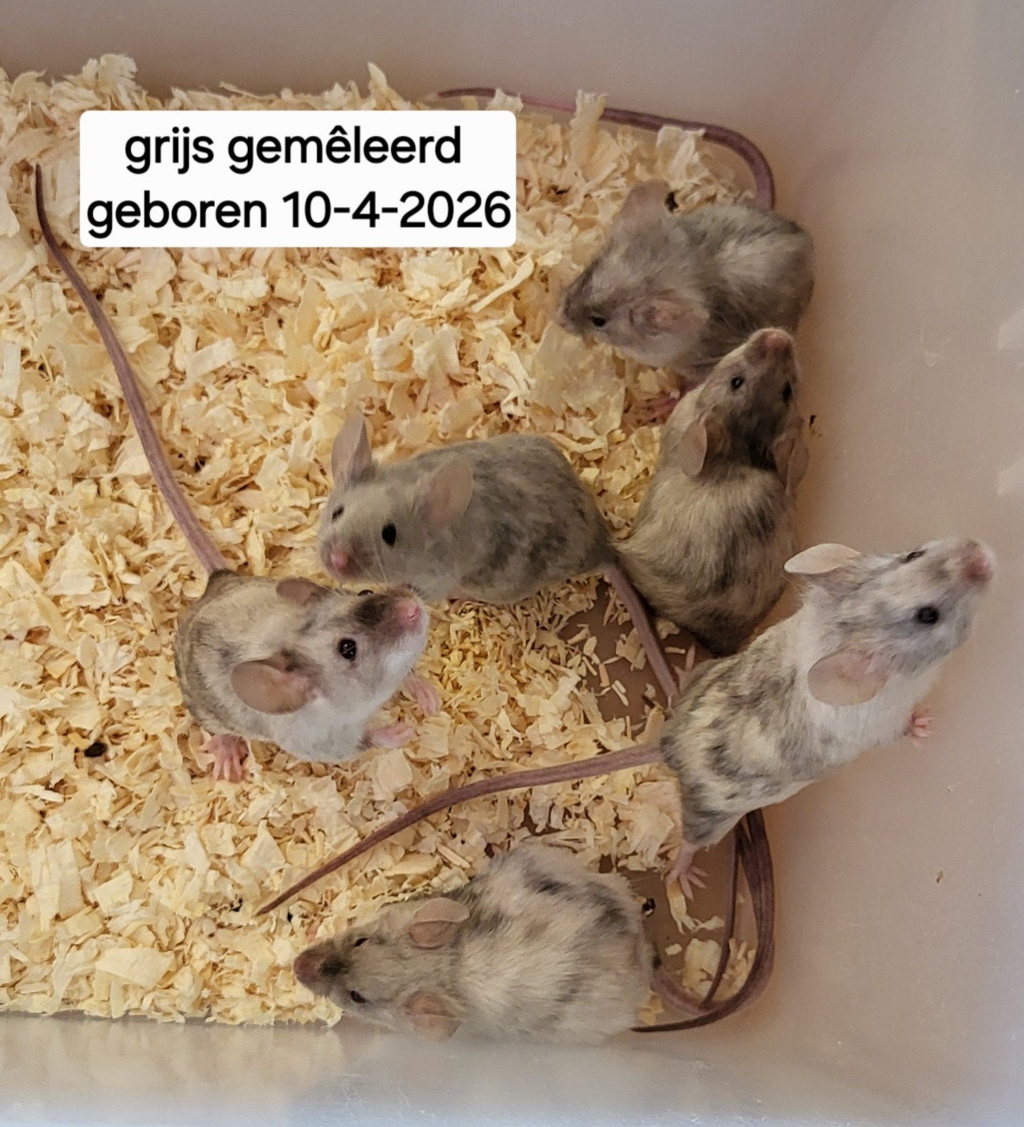 Diverse muizen vrouwtjes, Dieren en Toebehoren, Knaagdieren, April, Vrouwelijk, Muis