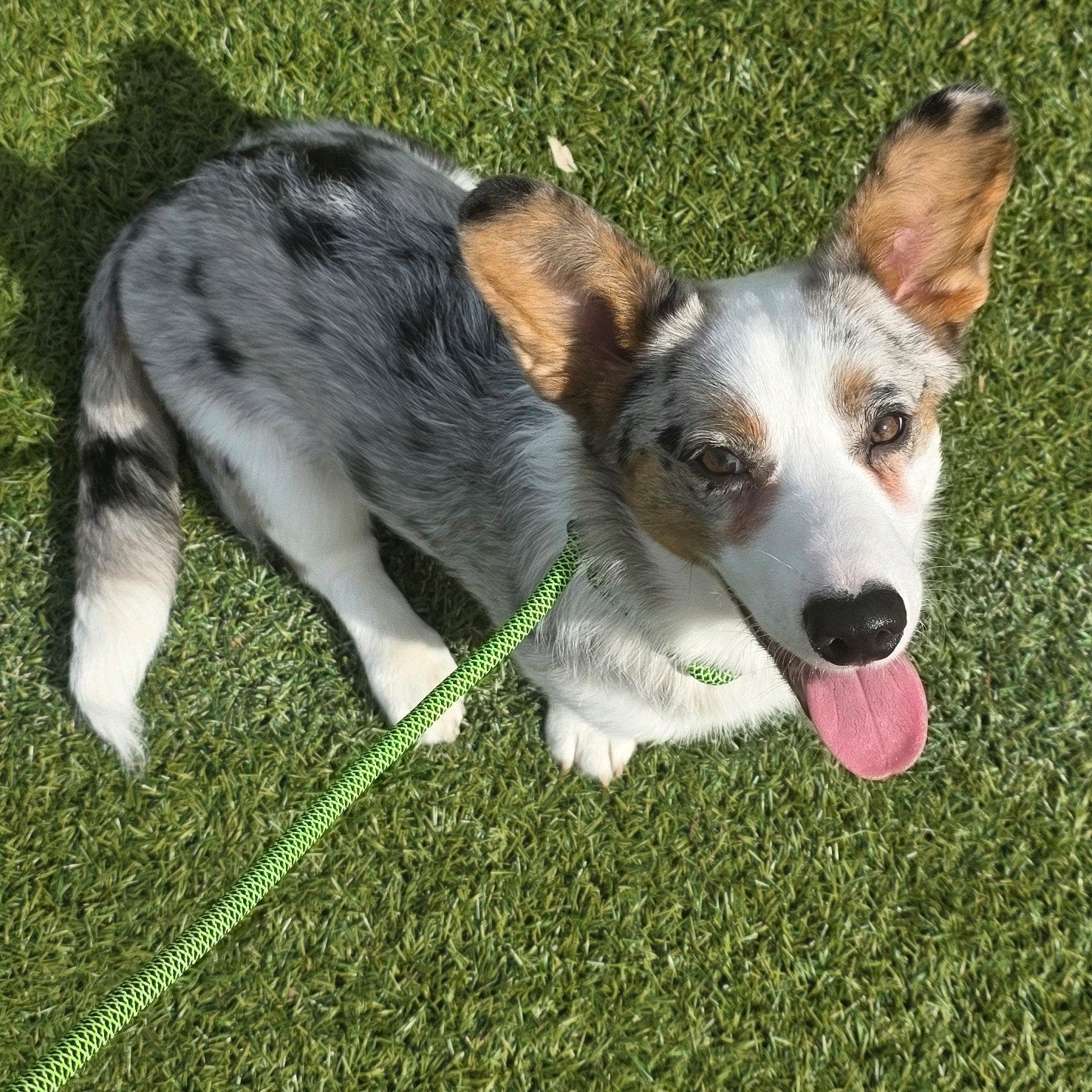 Corgi Welsh cardigan blue merle FCI met hondenstamboom, Particulier, 15 weken tot 1 jaar, Buitenland, Eén hond