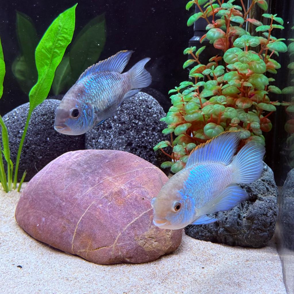 Electric Blue Acara Kweek Koppel 11-13 CM, Dieren en Toebehoren, Vissen | Aquariumvissen, Vis